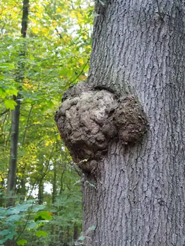 Vagevuurbos en Lippensgoed-Bulskampveld (België)